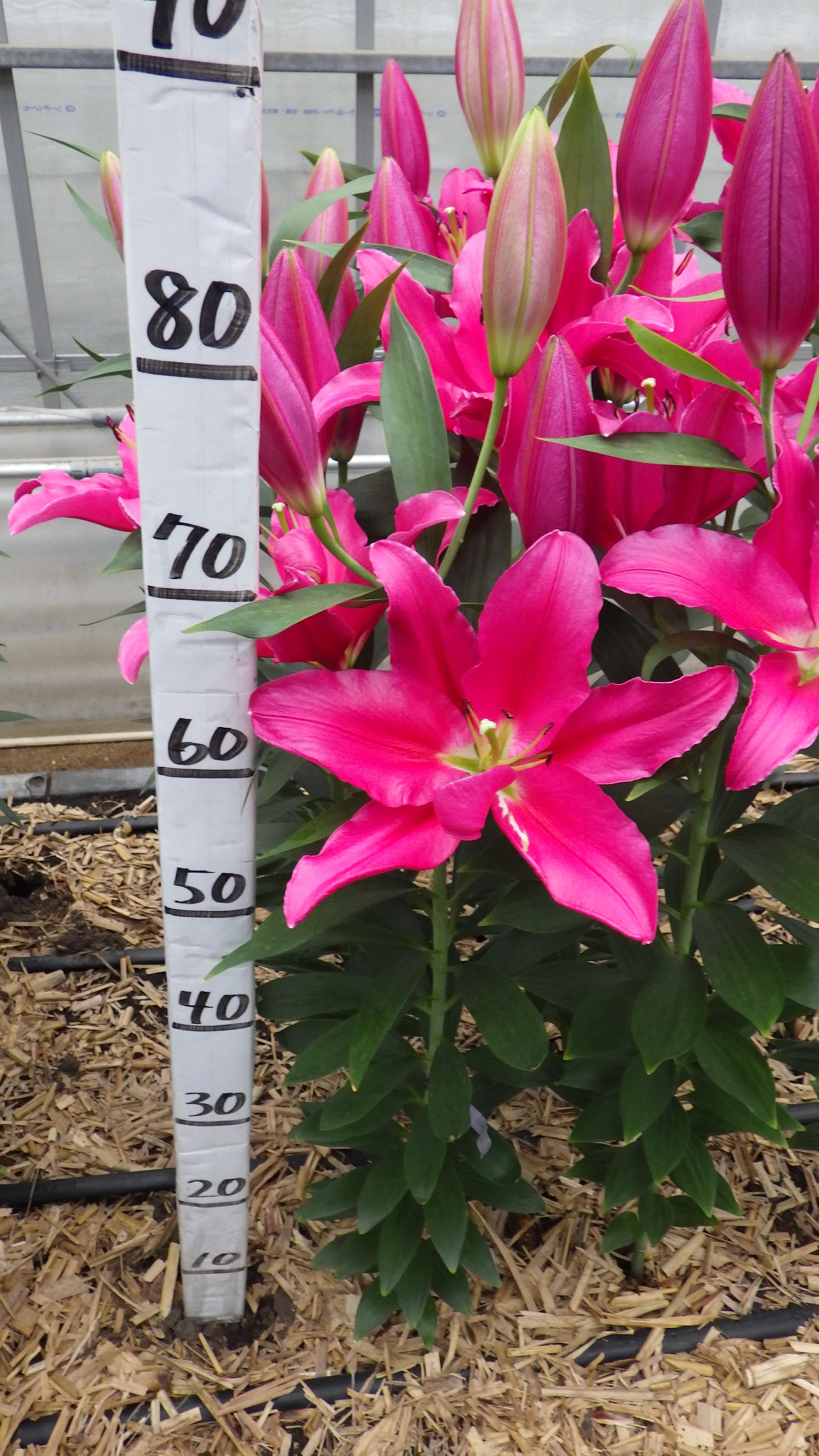 リバーロッソ（花粉無し）